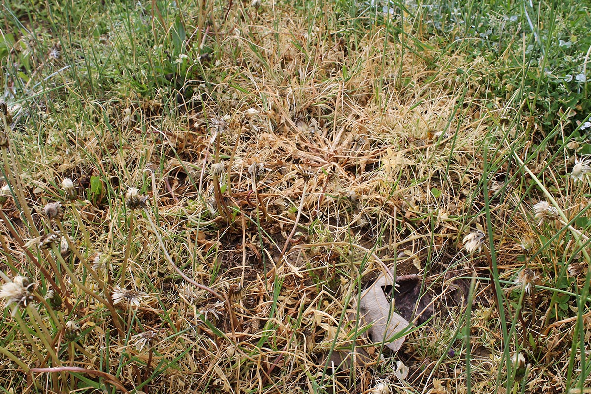 The Best Dandelion Killer Green Gobbler Results