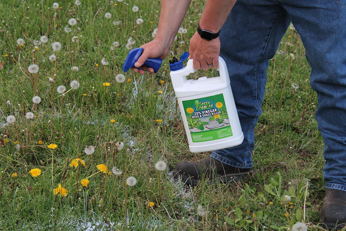 The Best Dandelion Killer Green Gobbler Weed and Grass Killer being sprayed