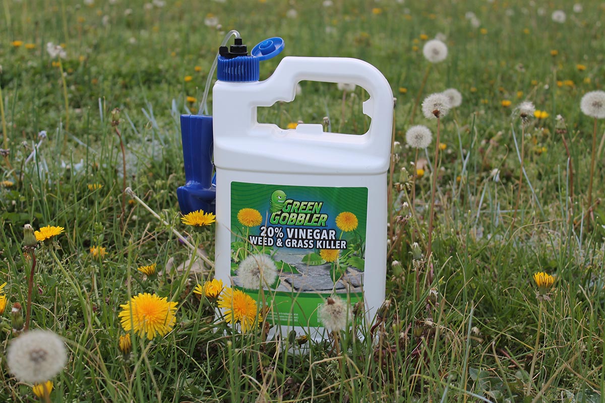 The Best Dandelion Killer Green Gobbler Weed and Grass Killer