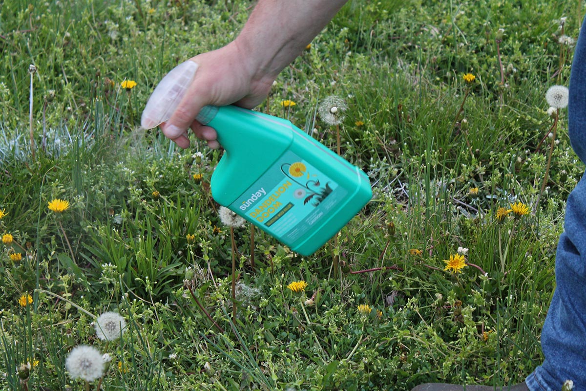 The Best Dandelion Killer Sunday Dandelion Doom
