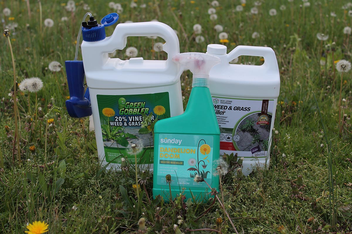The Best Dandelion Killers Options