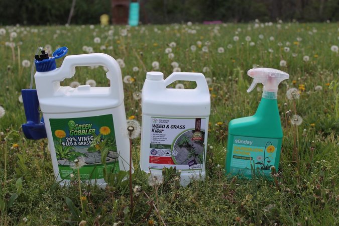 The Best Dandelion Killers