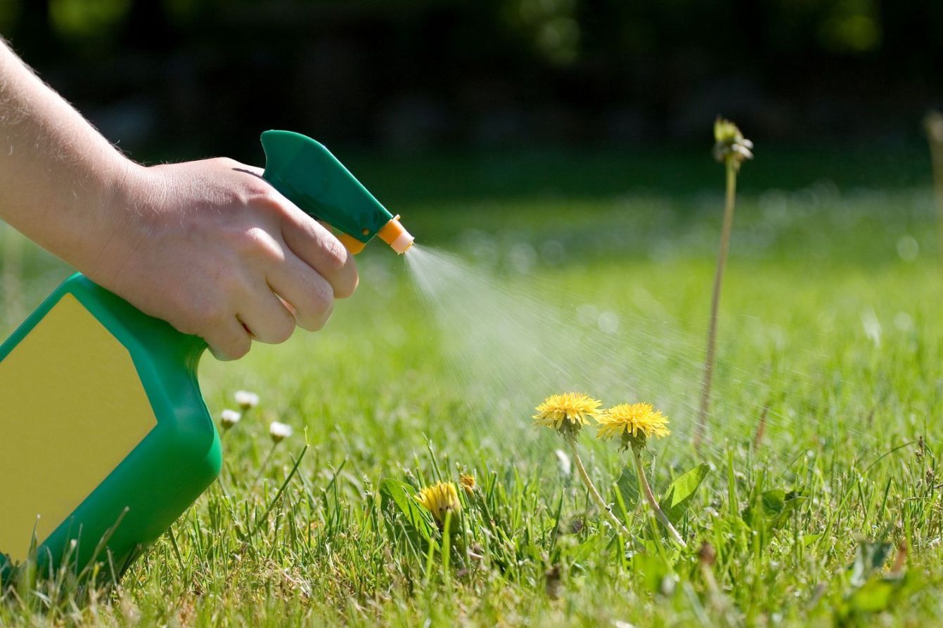 The Best Dandelion Killers, Reviewed Picks from Bob Vila