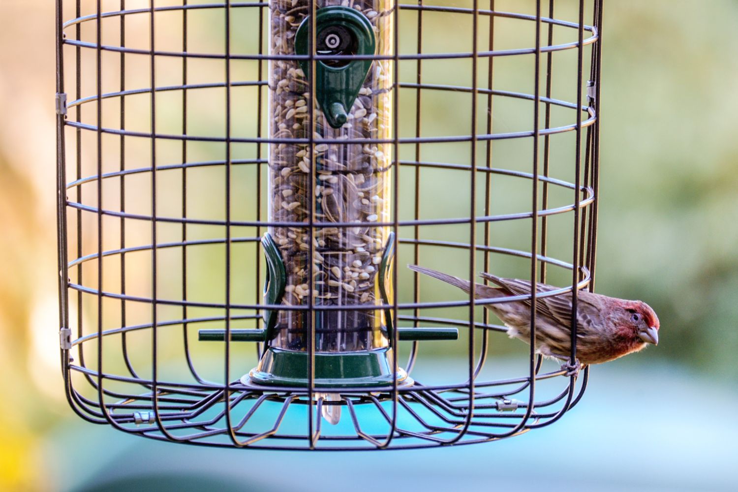 The Best Squirrel Proof Bird Feeder Options
