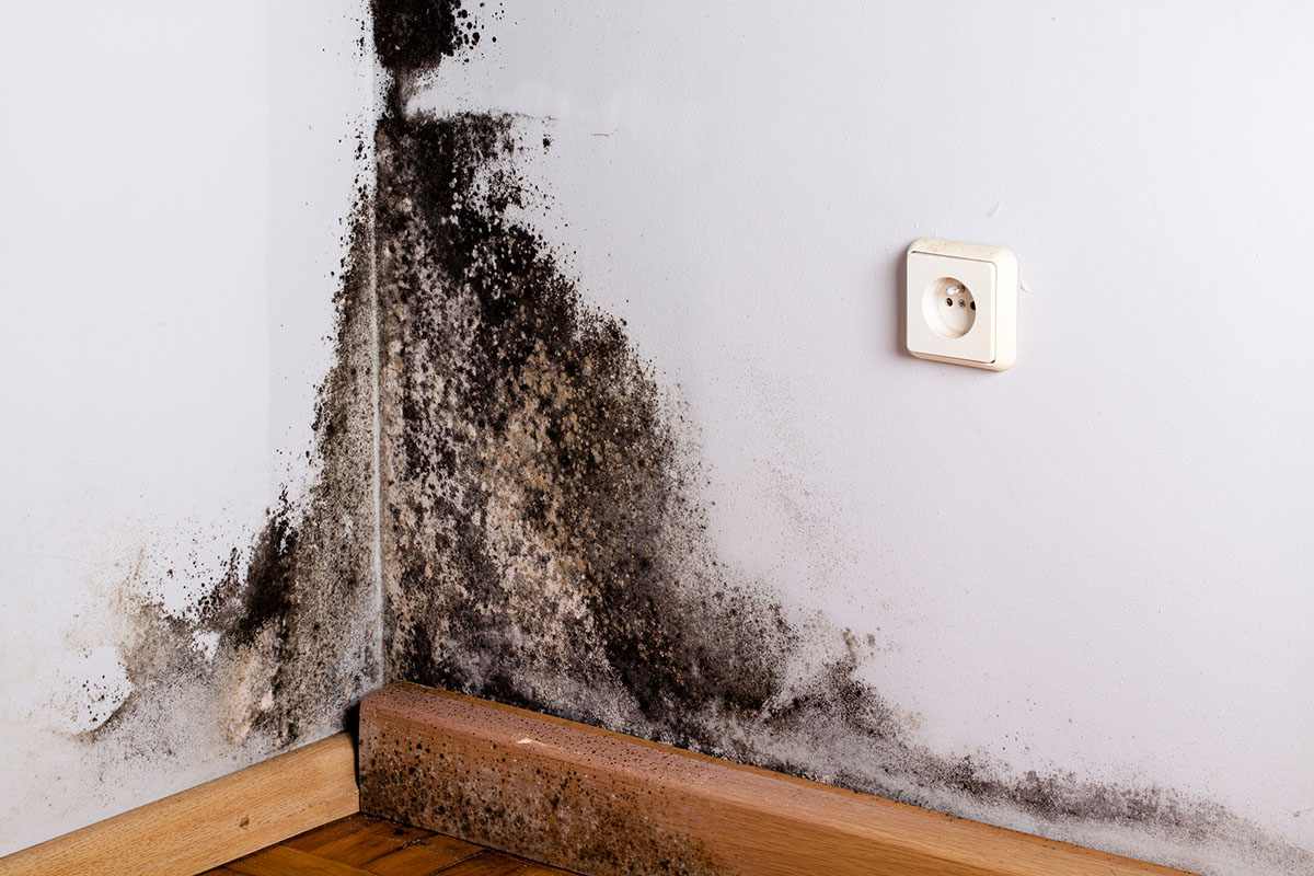What Does Black Mold Look Like