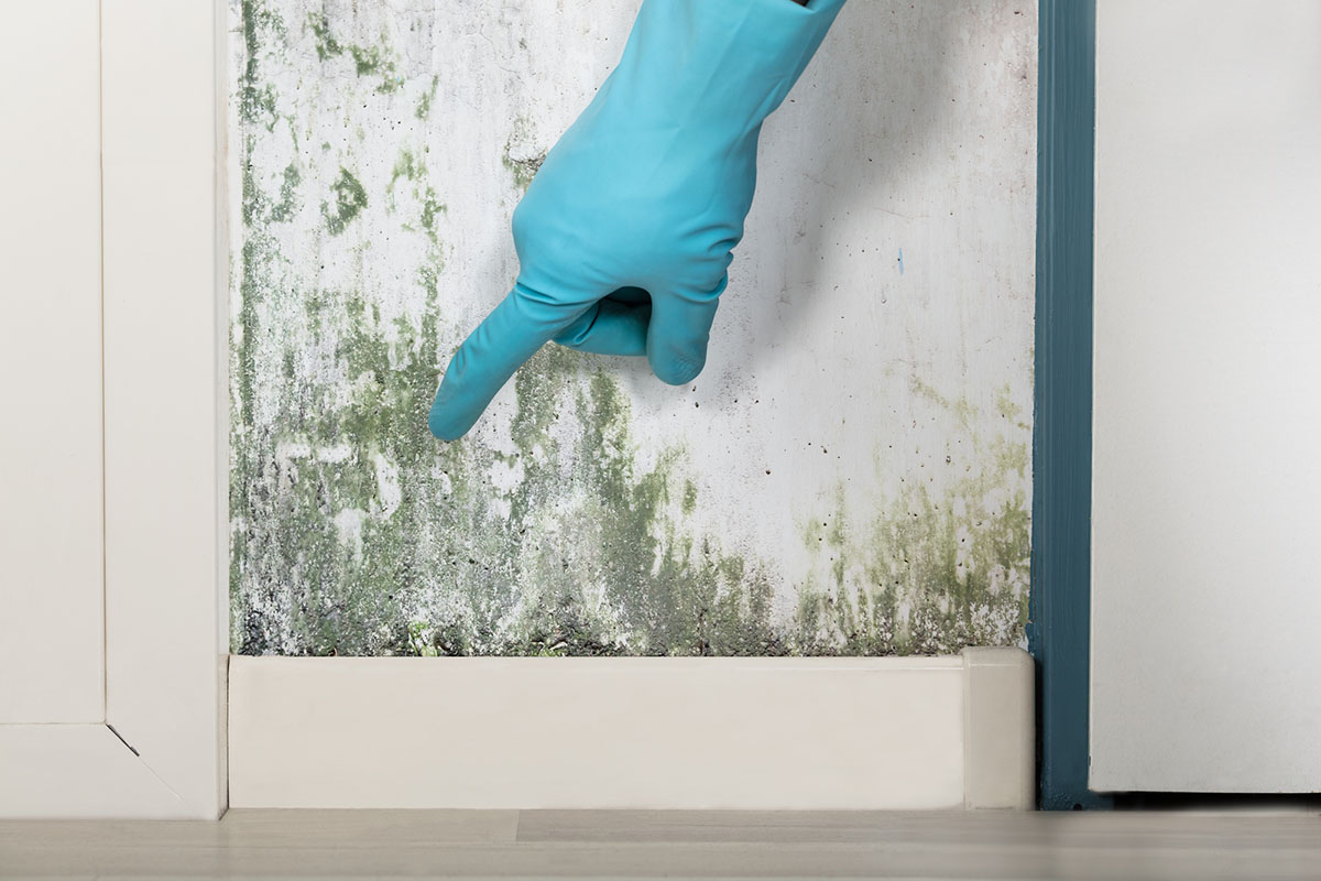 What Should I Do If I Smell Mold in My Home