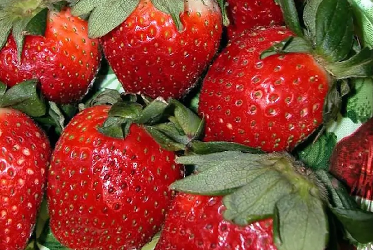 Allstar Strawberries