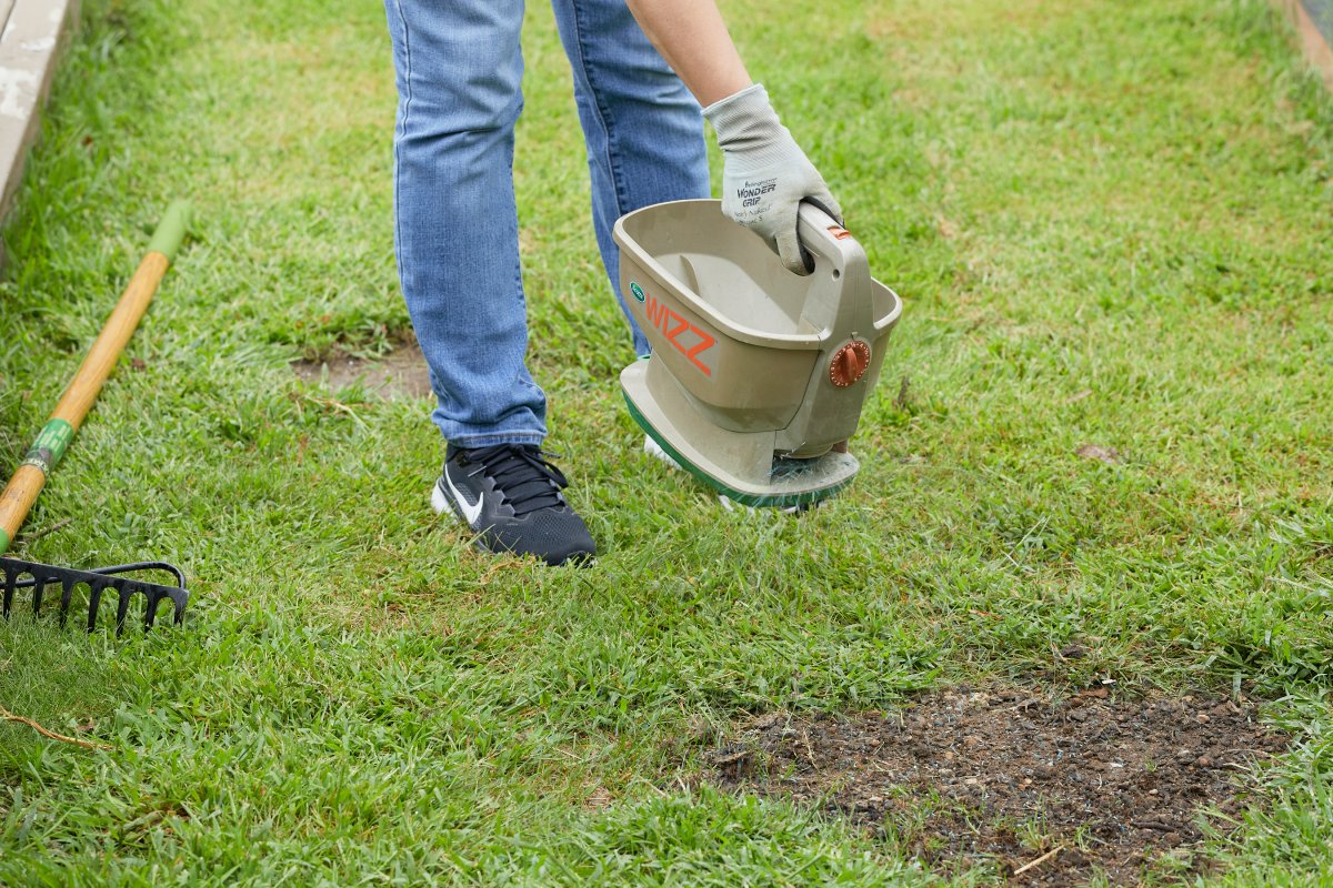 Woman wearing jeans uses a hand spreader to spread grass seeds on bald spot in lawn.