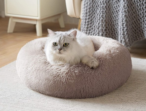 The Best Litter Boxes for Cat Owners