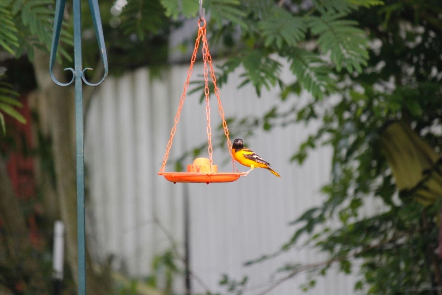 The Best Oriole Feeder Option