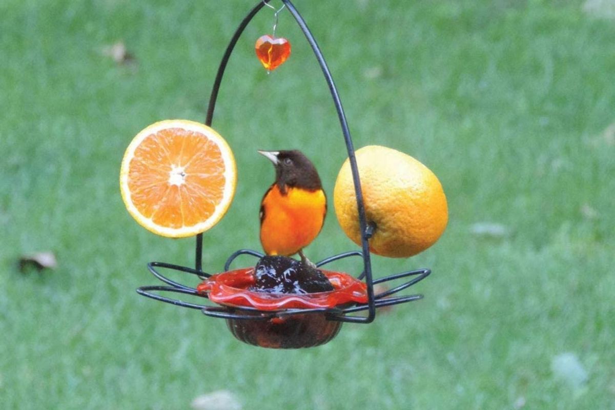 The Best Oriole Feeder Option