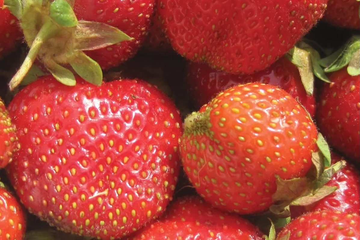 Camarosa strawberry