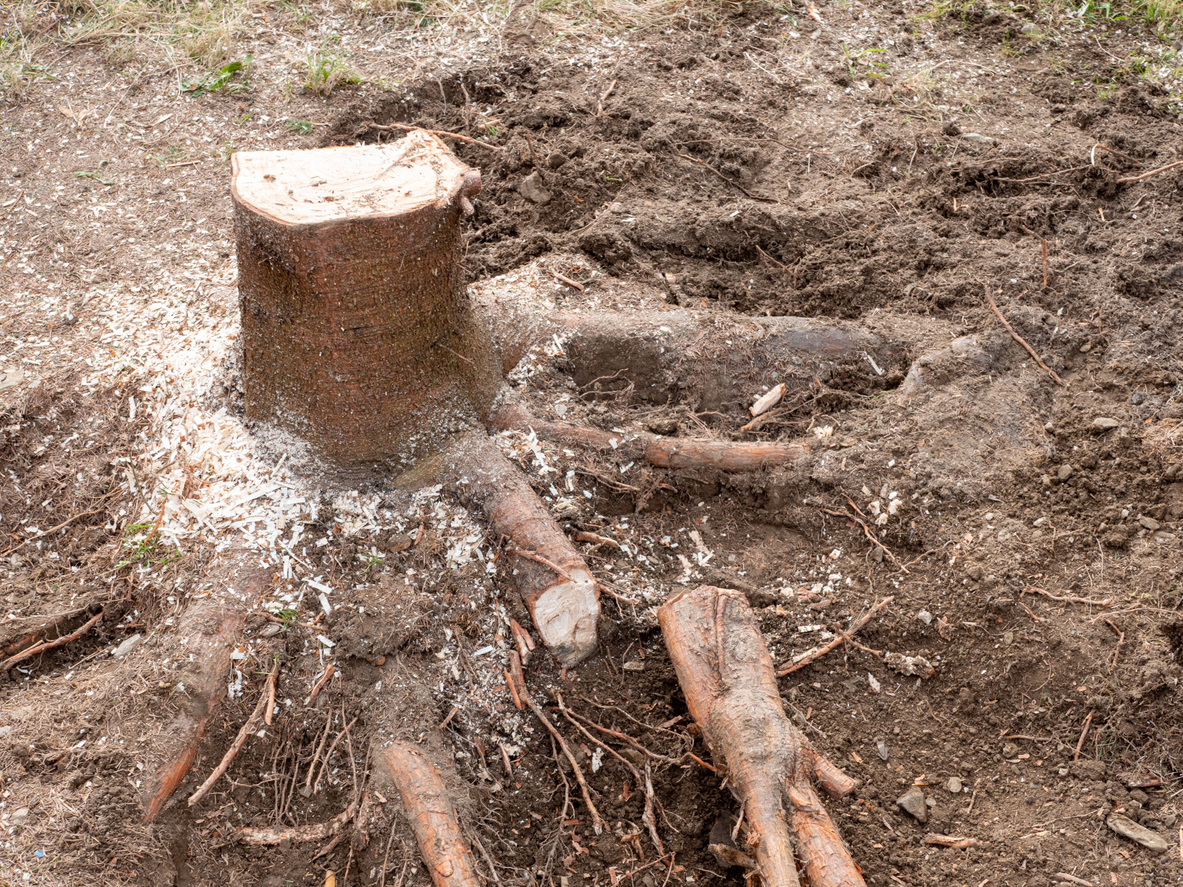 How to Kill a Tree Stump 3 Natural Methods, and 3 Methods to Avoid