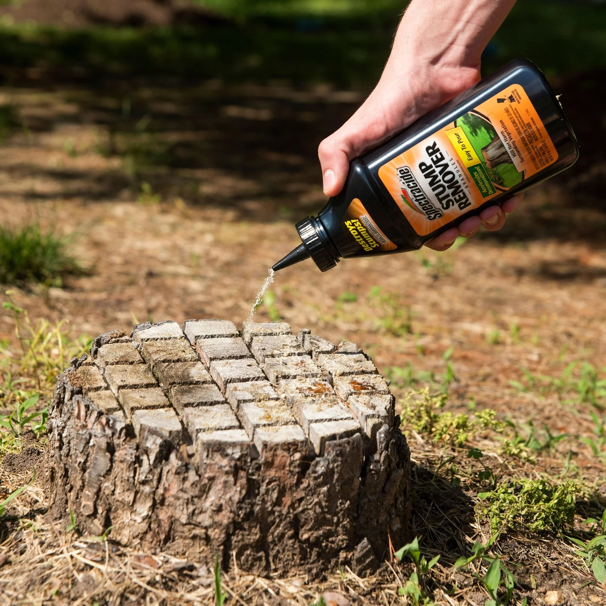 A hand pours Spectracide Stump Remover on dying tree trunk with checked scoring.