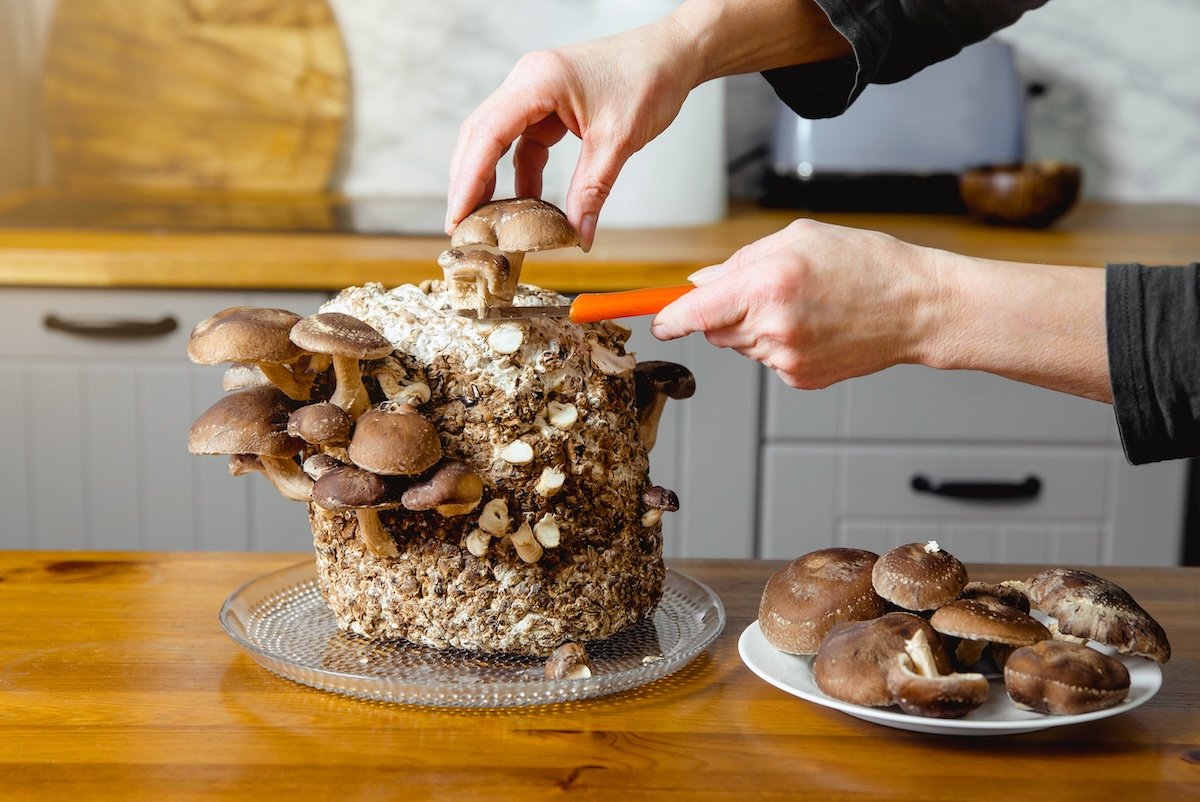 Using a knife to pick shiitake mushrooms, Lentinula edodes, growing in the home kitchen.