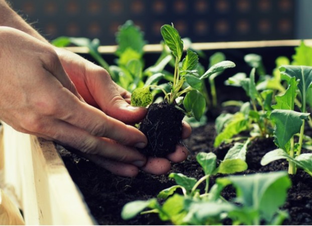 5 Small Home Improvements That Can Help Cultivate a Green Thumb