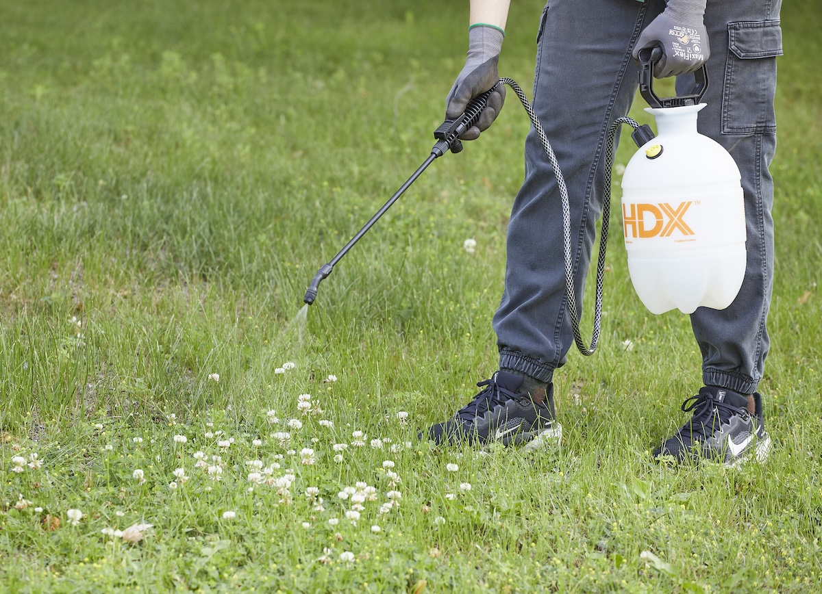 Woman wearing black jeans uses pump sprayer to apply homemade treatment to clover in lawn.