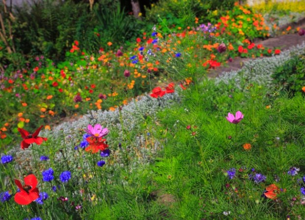 7 Things to Know When Growing a Wildflower Garden