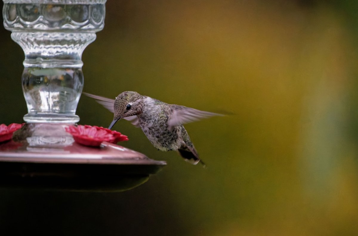 Hummingbird sips from port on hummingbird feeder filled with clear nectar, on left side of image.