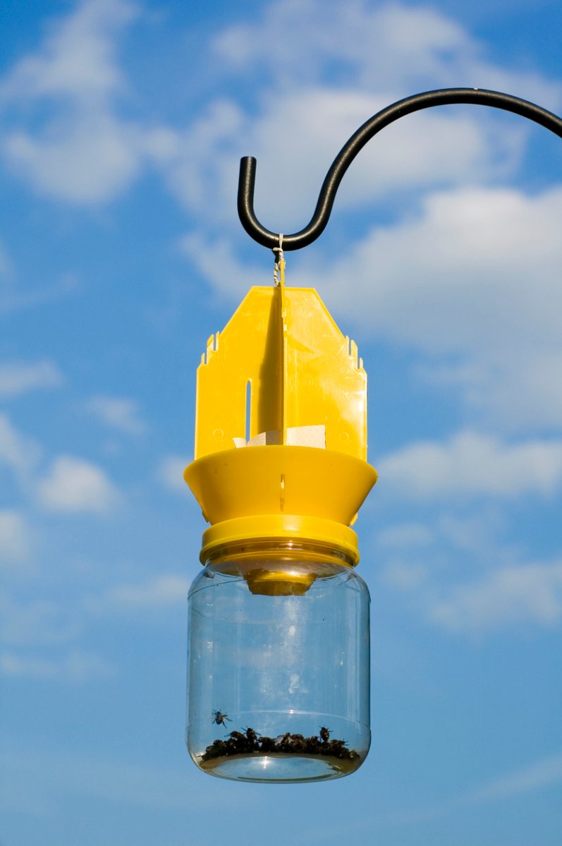 A Japanese beetle trap hanging on a hook with a blue sky in the background.