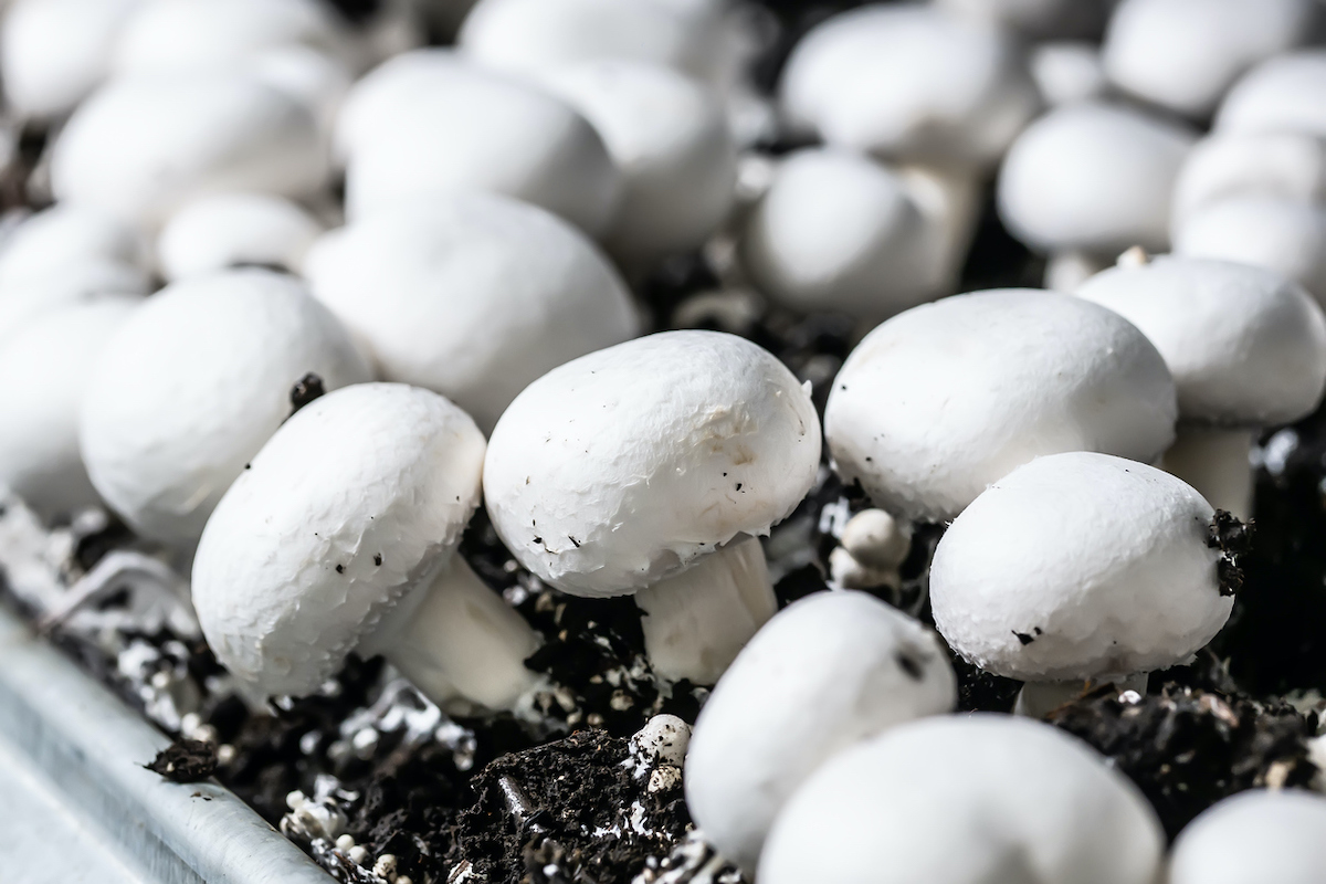how to grow mushrooms indoors