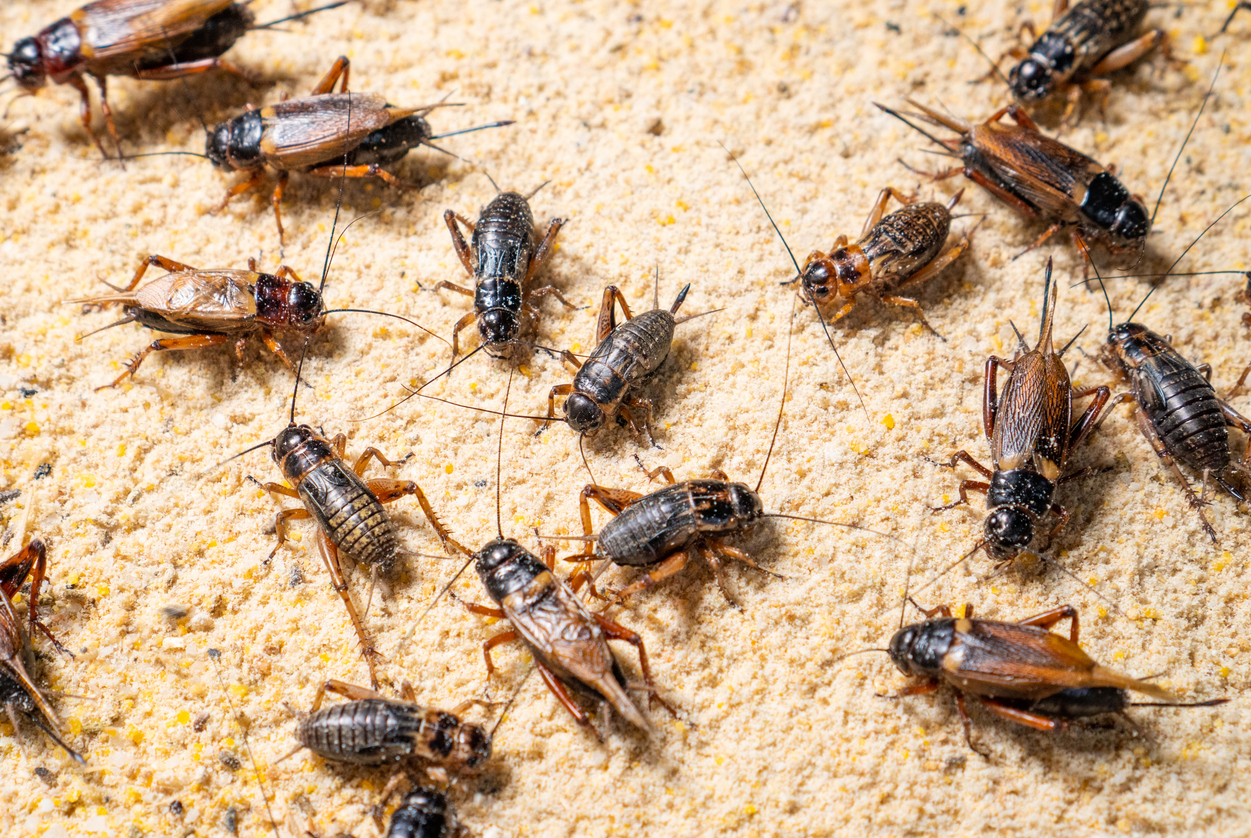 close view of a group of crickets on house floor