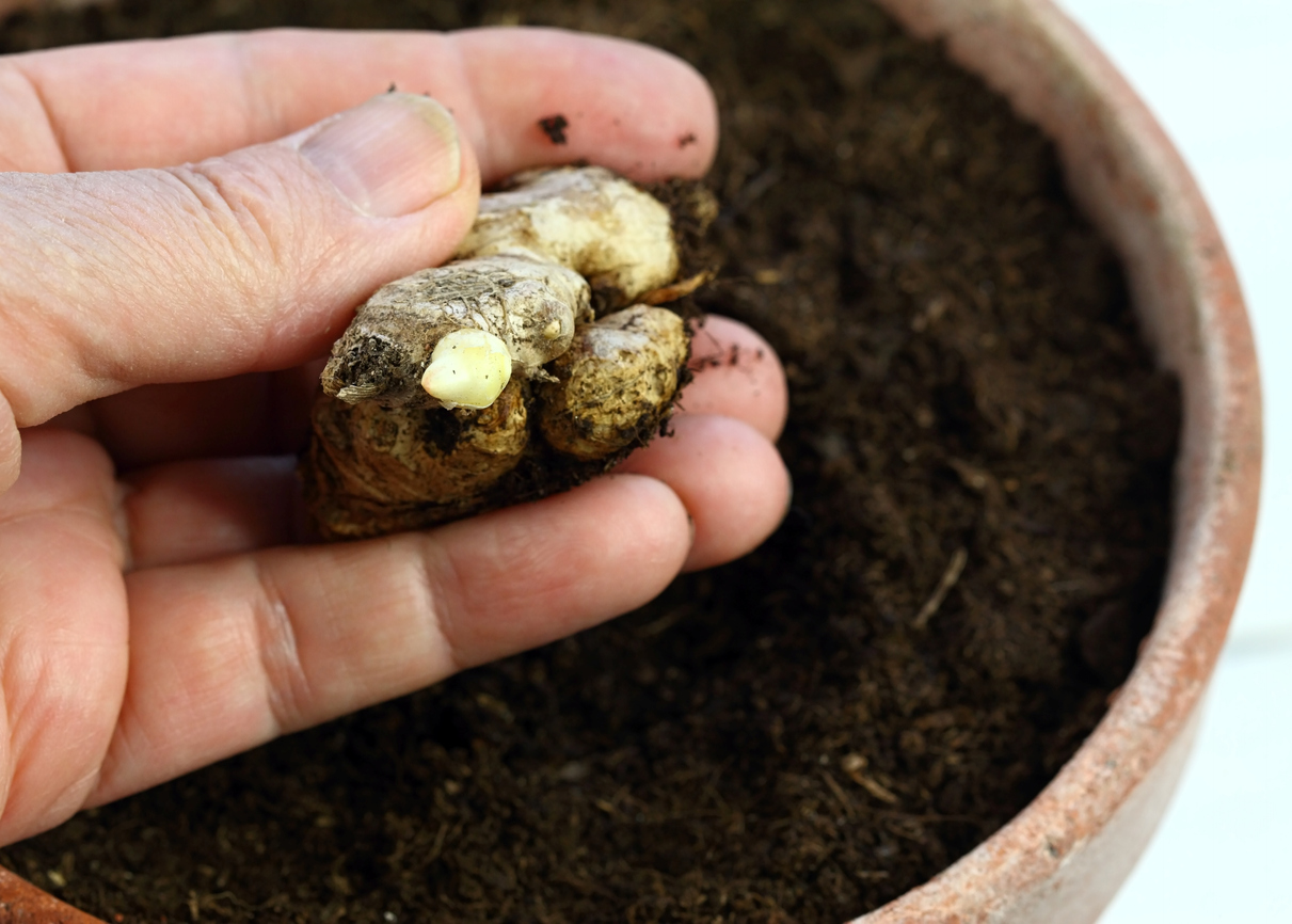 Germinated ginger root ready for planting in gardener´s hand.