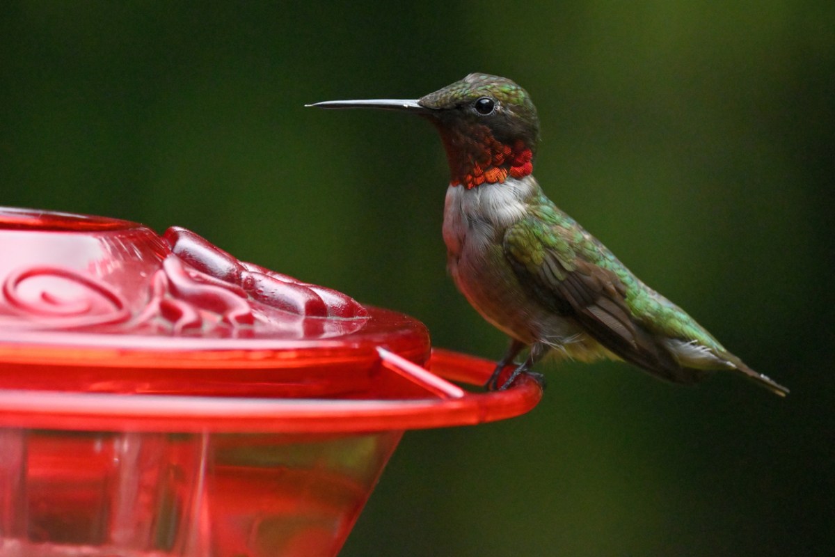 Portrait of male ruby-throated hummingbird at feeder