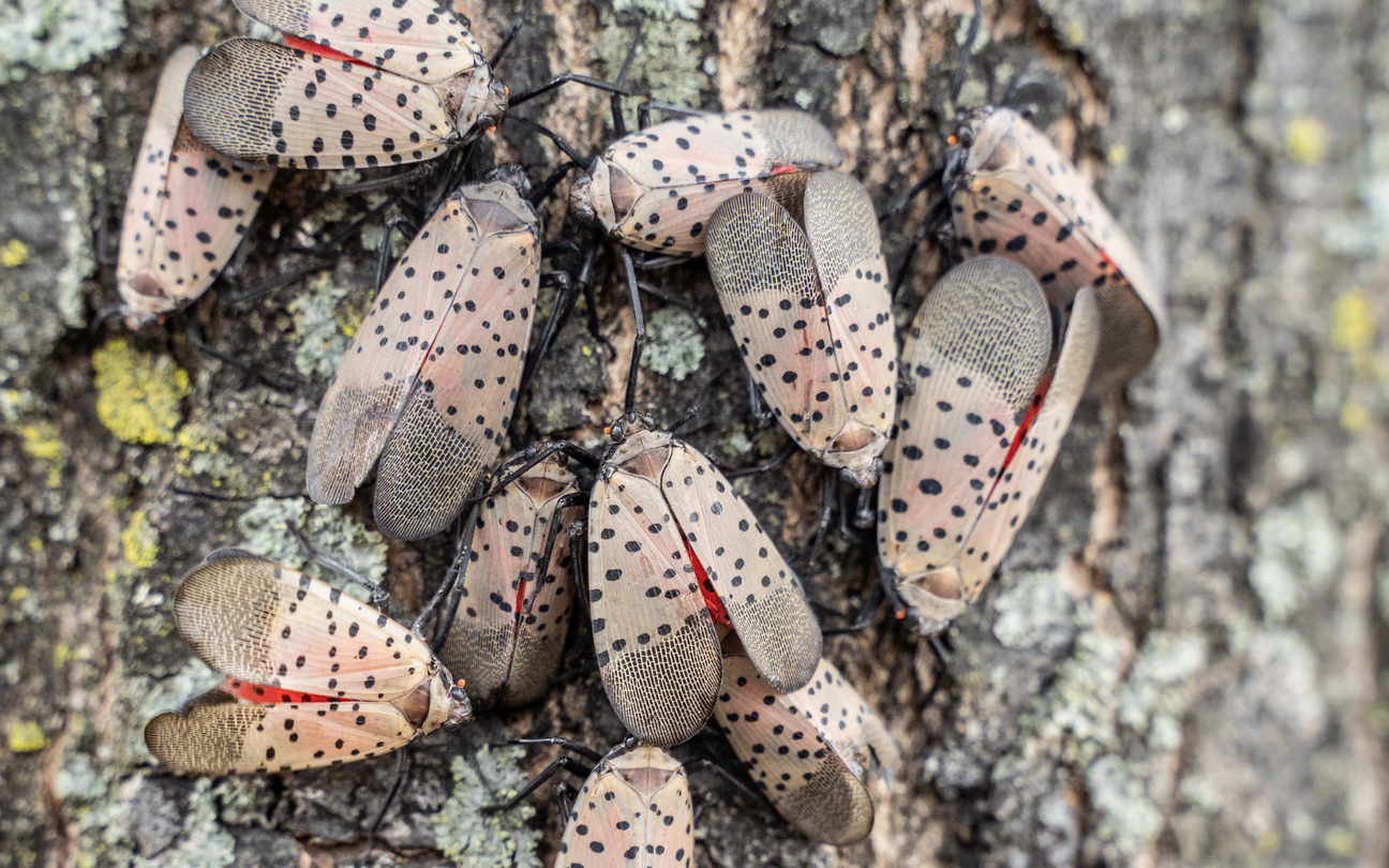 iStock-1334543278 spotted lanternfly spreading Swarm of Spotted Lanternflies