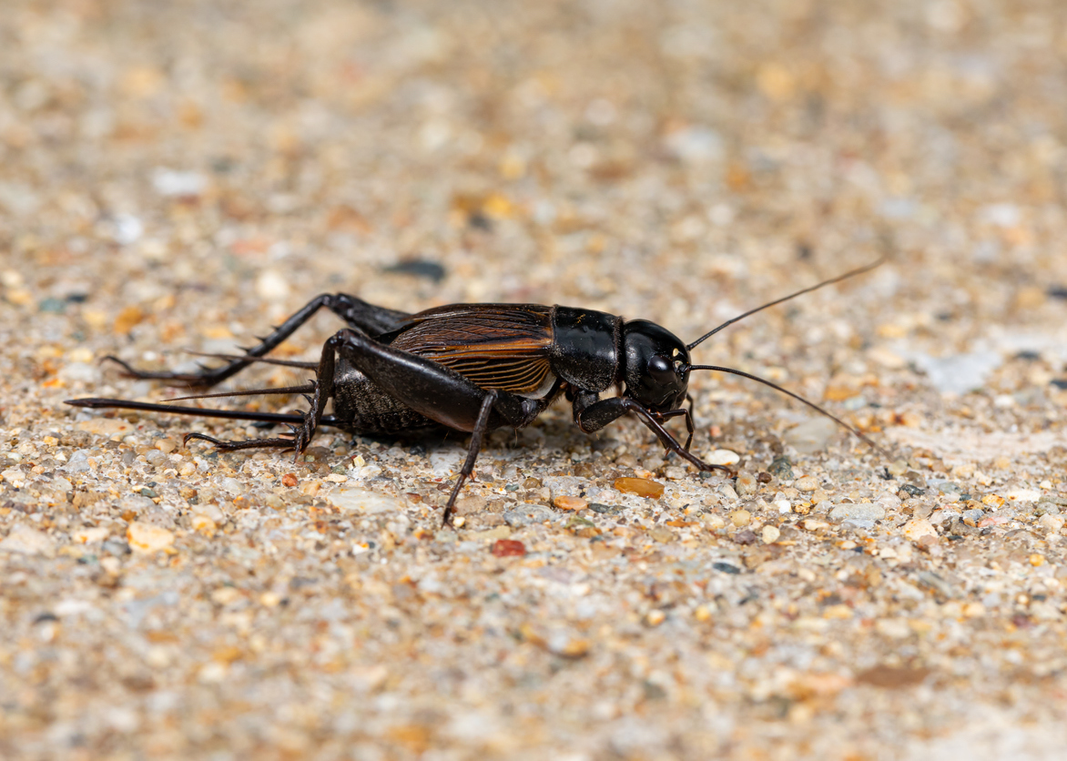 close view of field cricket