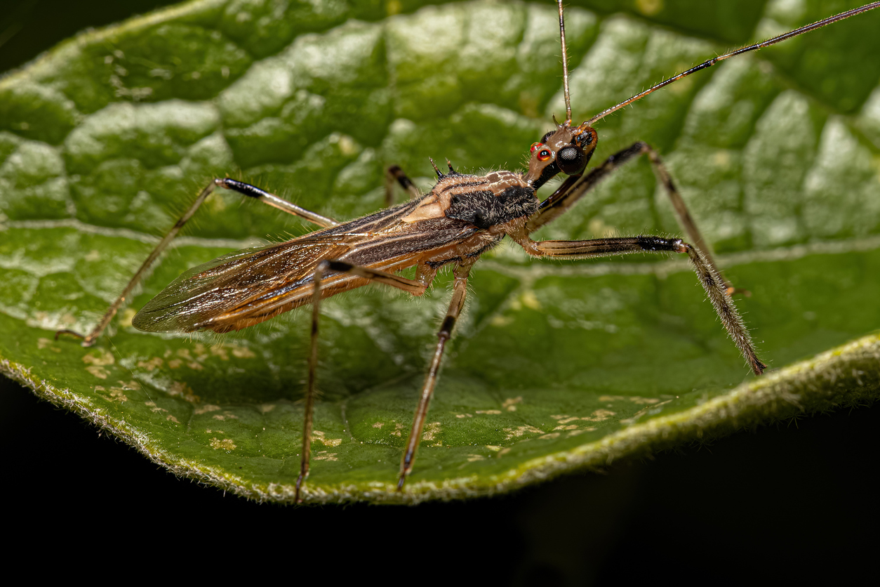 Adult Assassin Bug of the Genus Repipta
