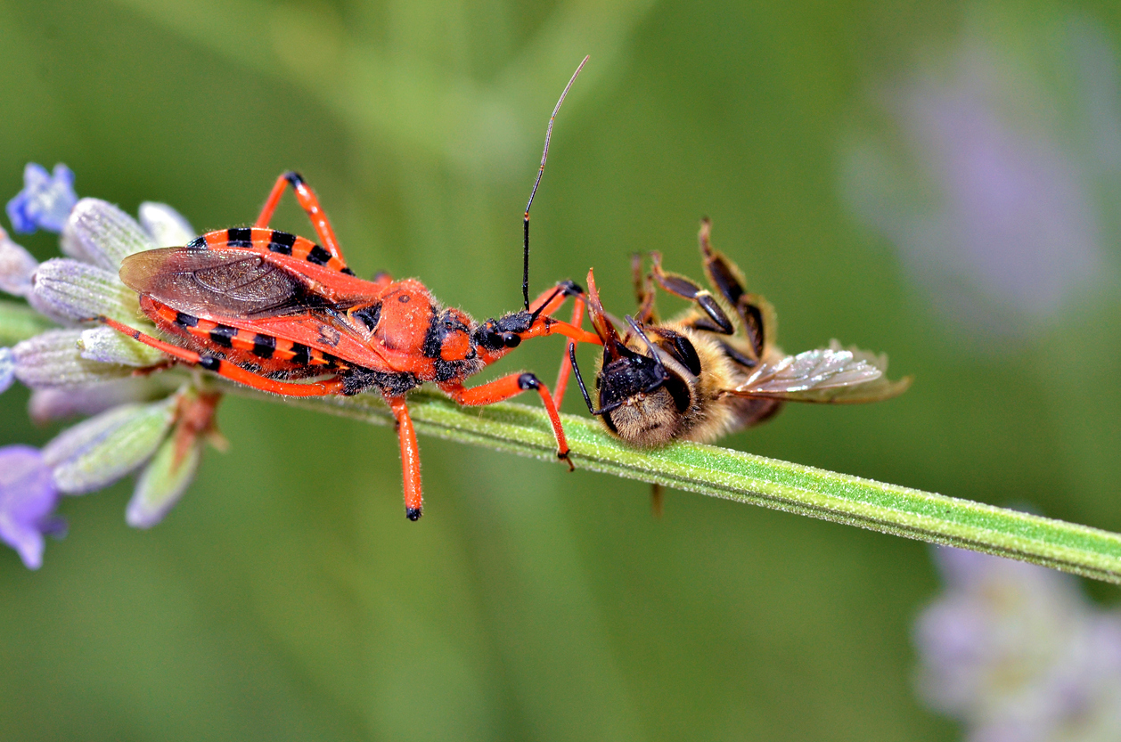 Assassin bug eating a bee