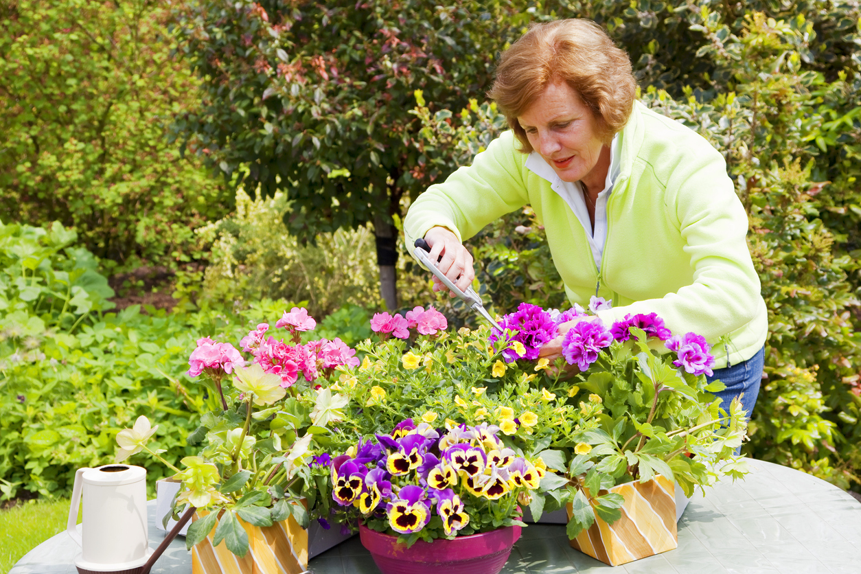 Woman pruning geraniums in a pot outdoors.