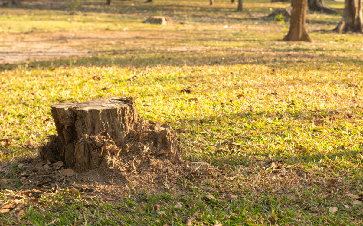 Tree stump in autumn forest with healthy trees in the distance.