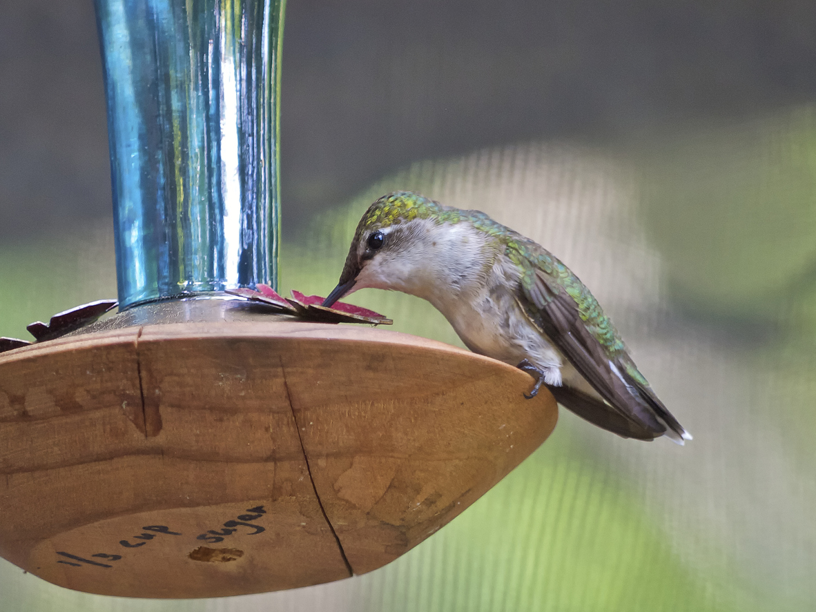 Hummingbird Perched to Feed