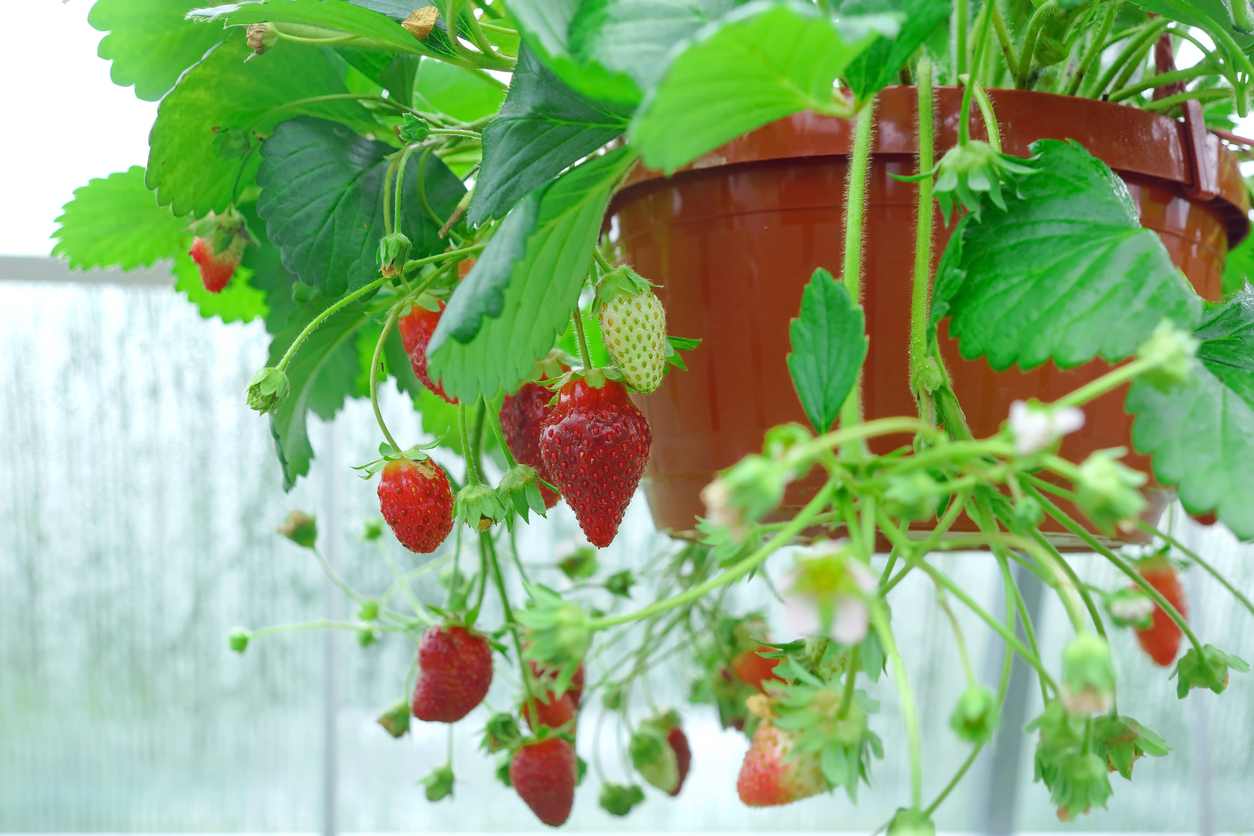 Potted Riped Garden Strawberry Hanging In Greenhouse