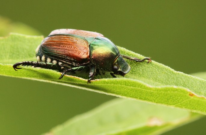 Close up view of a brown and black Japanese beetle on a plant leaf.