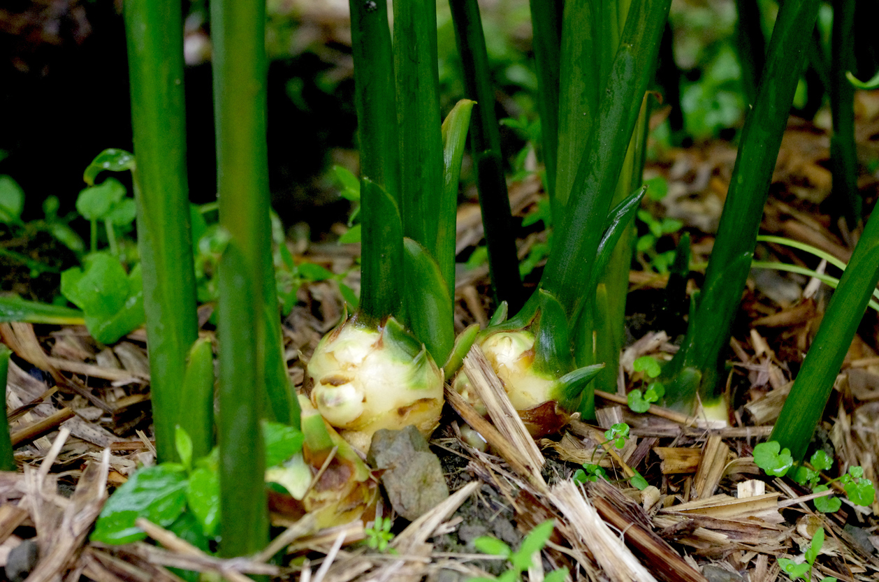 Ginger growing at field in Kochi Prefecture