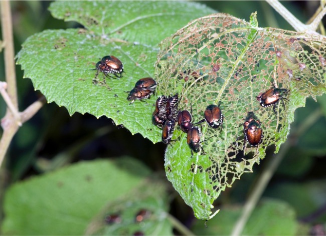 Many Japanese beetles eating through a green plant leaf.
