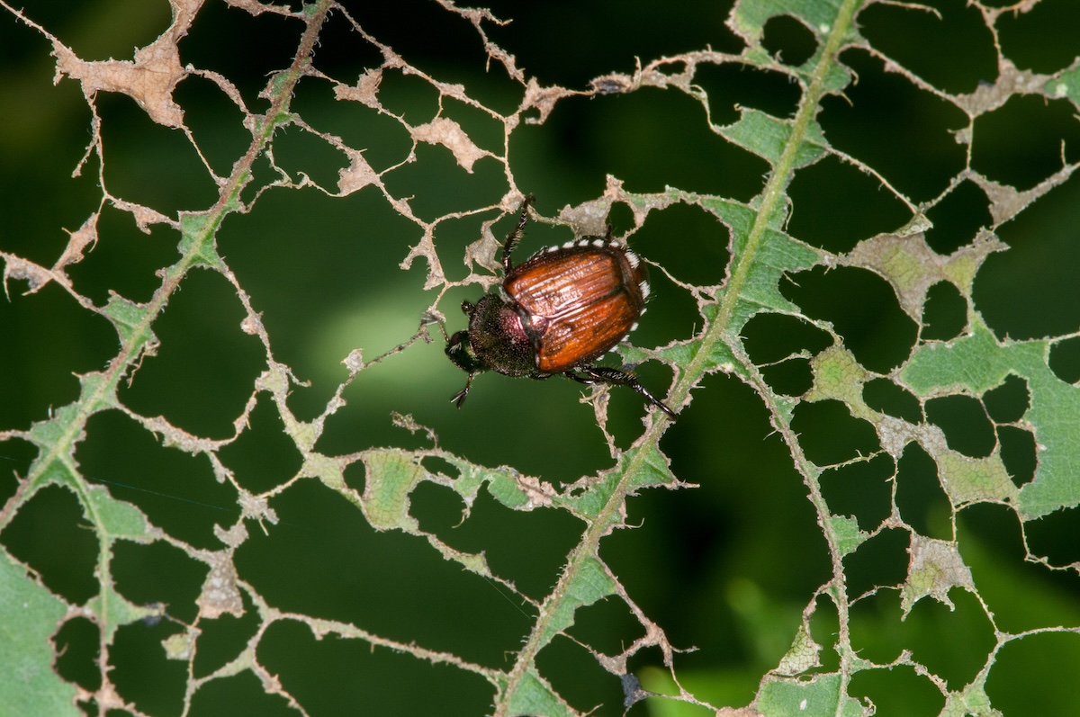 Japanese beetle (Popilia japonica) destroys leaves on trees.