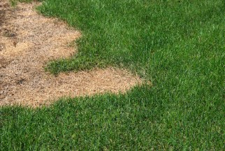 Can You Mow Wet Grass?