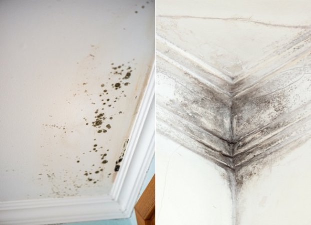 What’s the Difference? Mold vs. Mildew