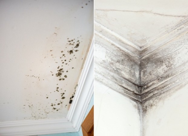 Solved! What Kills Mold?