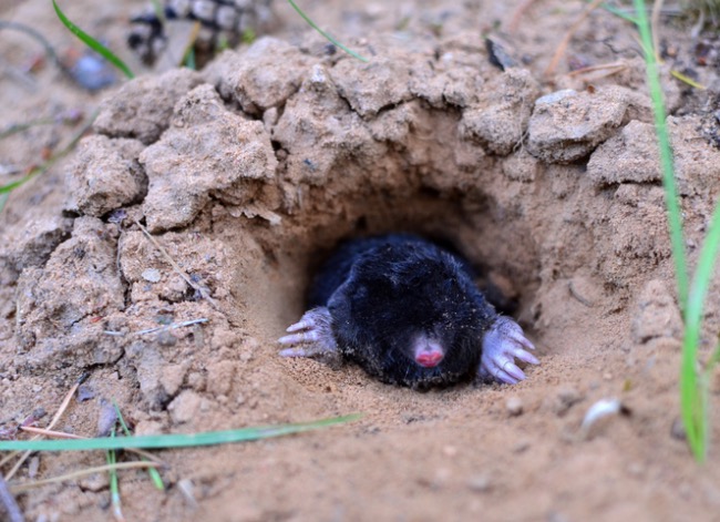 A mole pokes out of a burrow.