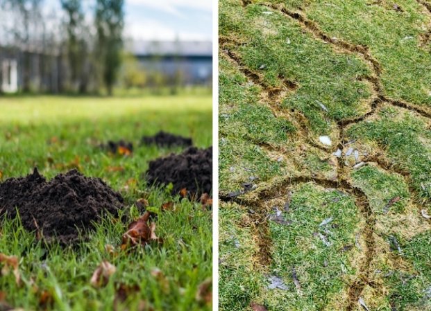 Vole vs. Mole: How to Tell Which Pest is Tunneling Through Your Yard and Garden