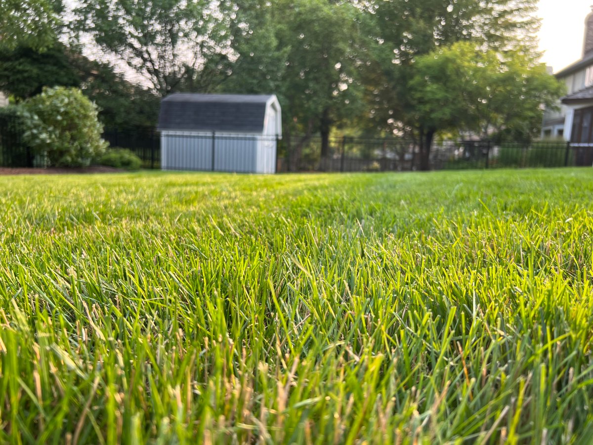 Newly neatly cut large grass lawn with a shed in the background.