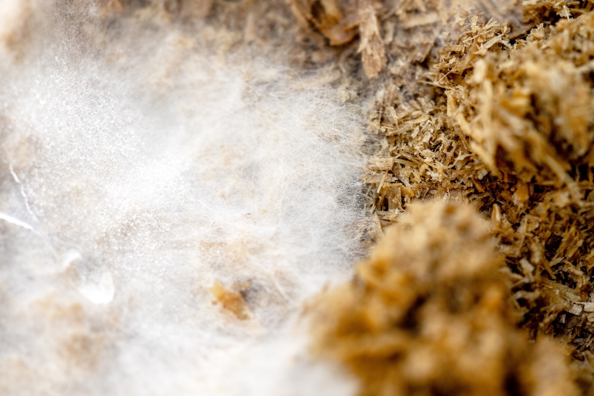 Macro, mycelium and fungal spores on growth medium.
