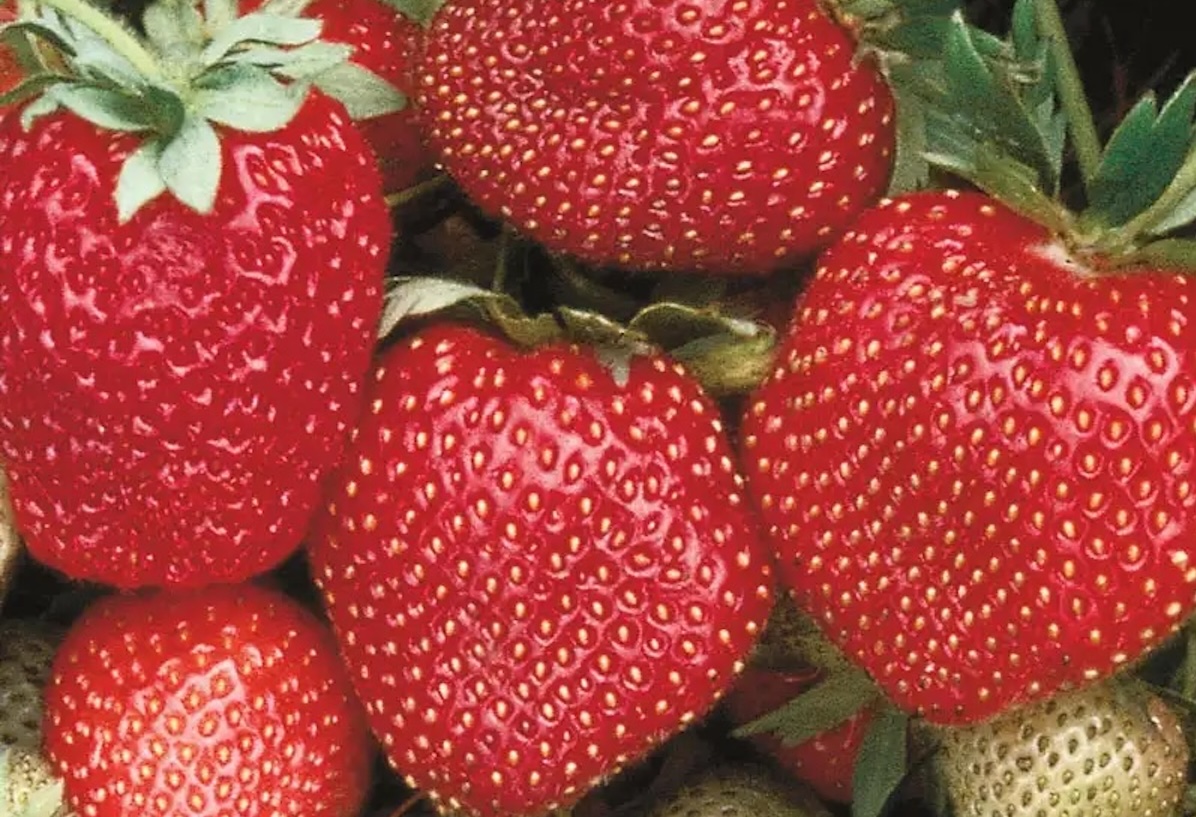 Sparkle strawberry