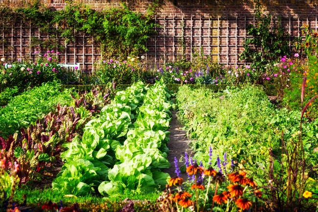 10 Easy-to-Grow Vegetables for Beginning Gardeners
