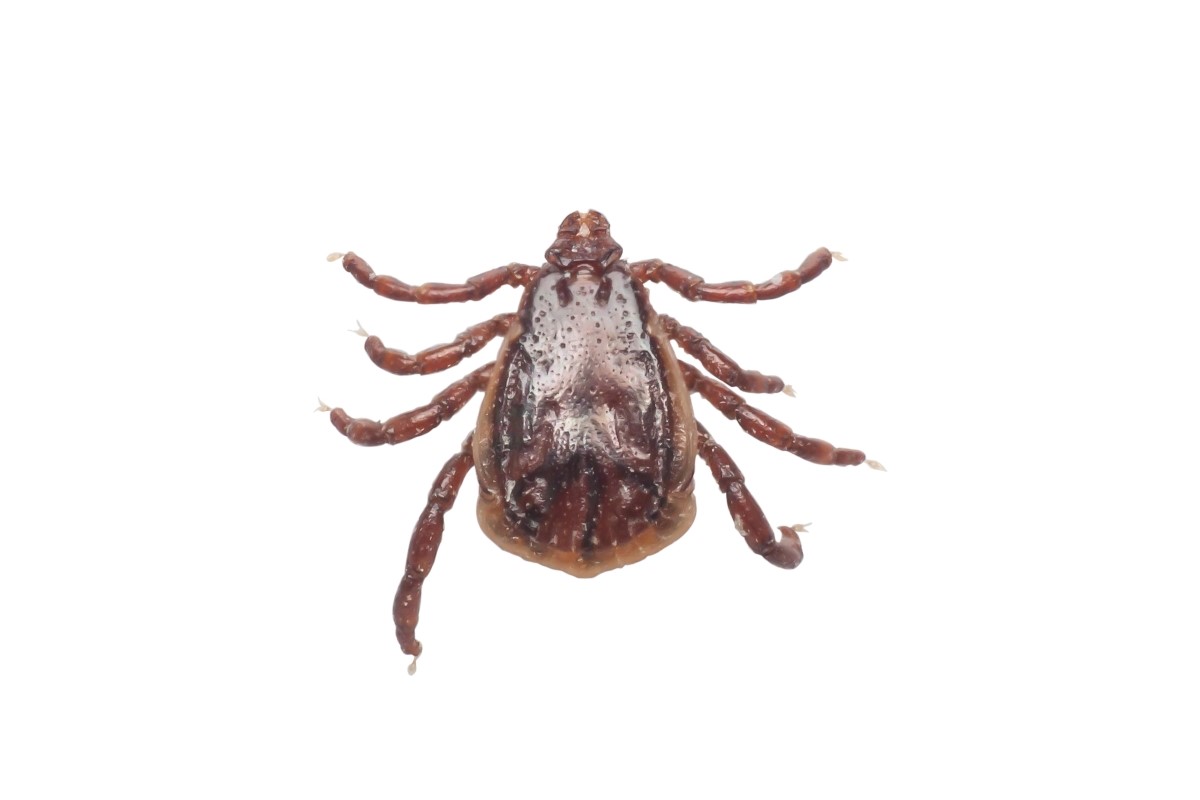 Macro shot of a tick on white background.